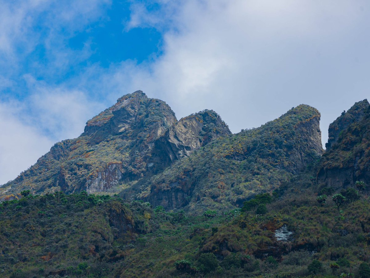 GiraffeSights's tweet photo. Have you visited Rwenzori Mountains National Park before?! 

Giraffe Sights Africa takes you there to witness the majestic melting glaciers. 

For inquiries, email us at info@giraffesightsafrica.com

Visit our website at https://t.co/opx1tqHbZ5

📸Credit: @ZumaMukalazi https://t.co/1xxM00K6w6