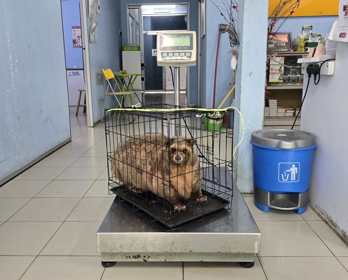 neexxzz's tweet photo. KORANG TENGOK LA MUSANG PANDAN AKU JUMPA!! CHONKY!! https://t.co/8E13aChhUz