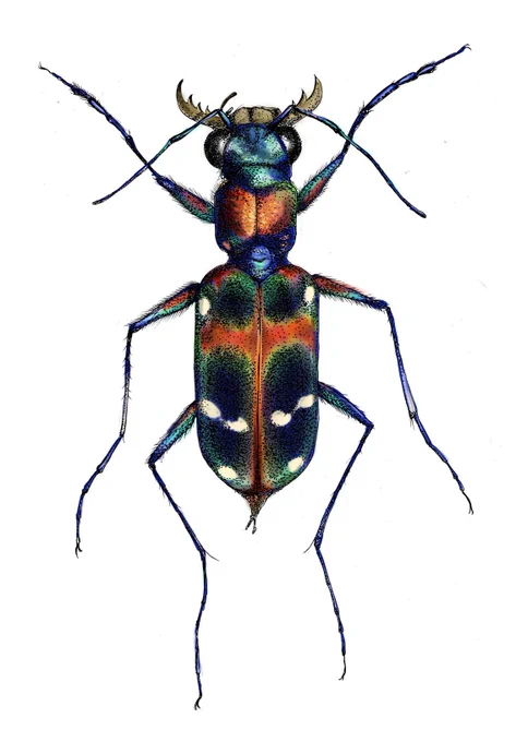 生物の絵は楽しい。12年前の過去絵。 