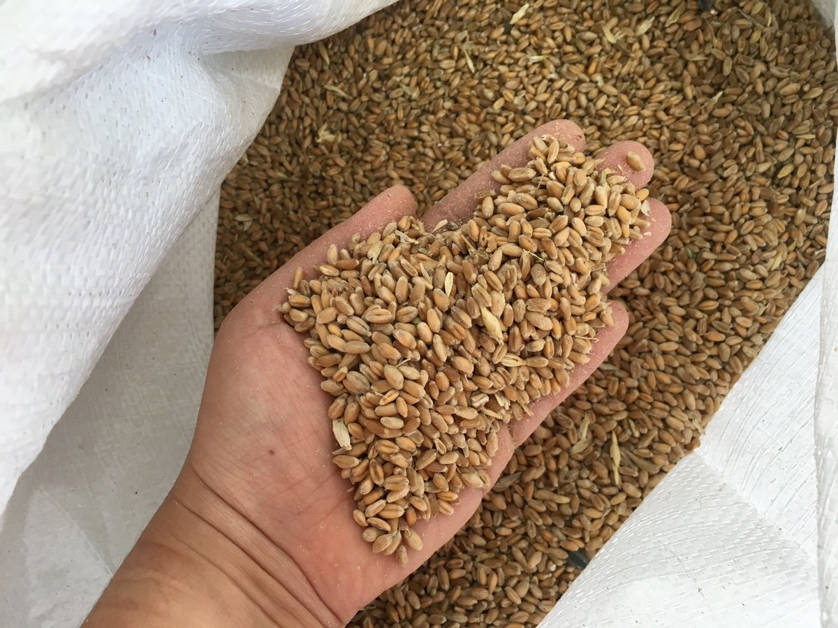 NewsMedical's tweet photo. Gut bacteria turn dietary phytate into health-boosting fatty acids, study shows 🧬🌿🍽️ https://t.co/AhAtSCvgYT #GutHealth #Phytate #Microbiome #Mitsuokella #ShortChainFattyAcids #Diet #GutBacteria #HealthResearch #MicrobialSynergy #Nutrition @NatureMicrobiol https://t.co/yMIOkB4pCJ