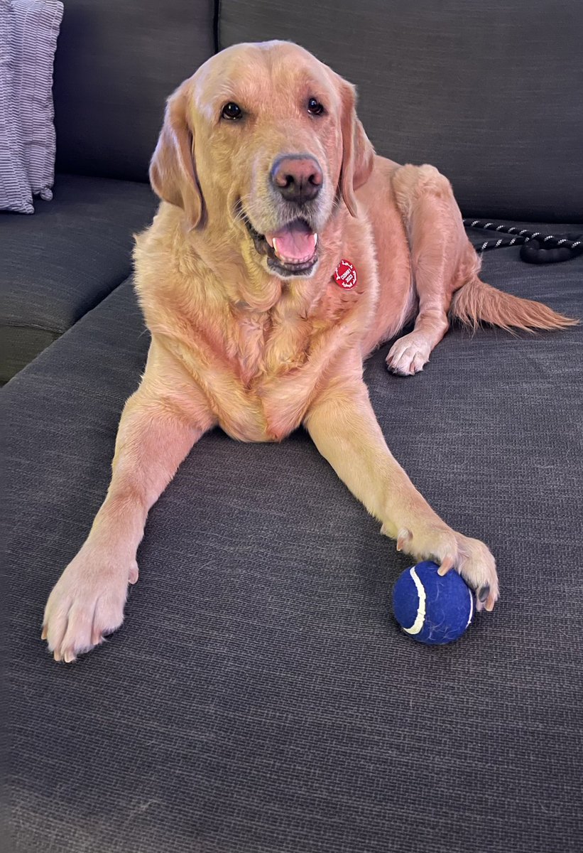 Mommy said I’m not supposed to be on the couch but I’m just here to fetch my ball… see ❤️😂