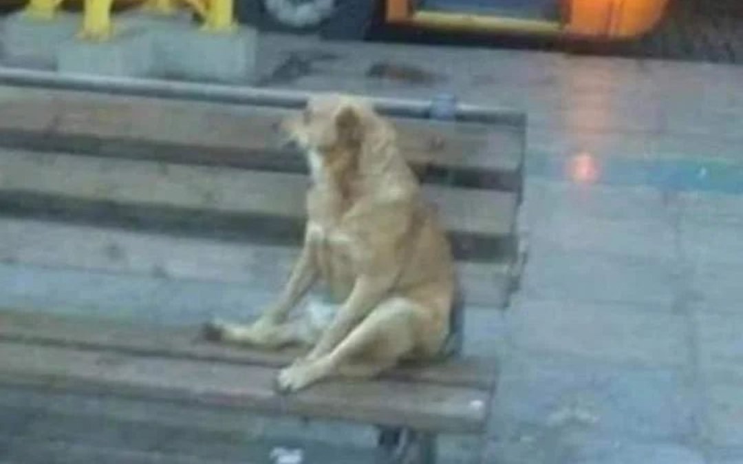 Teikxx's tweet photo. @bokutochan Quedé destrozado luego de ver a Gareca sacándole la mierda a Paraguay https://t.co/mBQ7UCTQOA