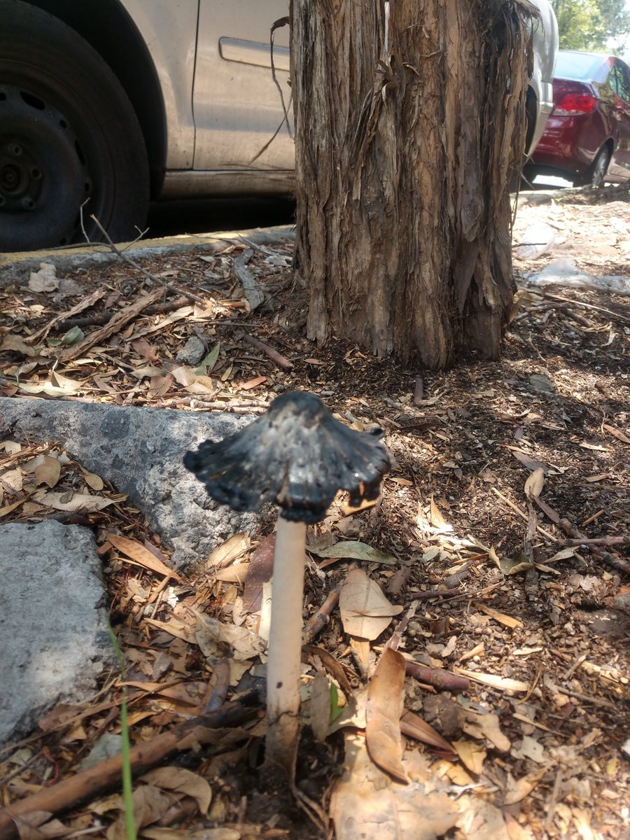 AxulCasiMorado's tweet photo. @Fungi_Cosas Hola, hongo en jardinera de Cdmx. Id por favor 🙂. ¿Mal síntoma para el árbol? https://t.co/fqmEhy0AxN