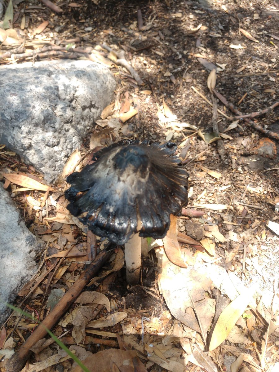 AxulCasiMorado's tweet photo. @Fungi_Cosas Hola, hongo en jardinera de Cdmx. Id por favor 🙂. ¿Mal síntoma para el árbol? https://t.co/fqmEhy0AxN