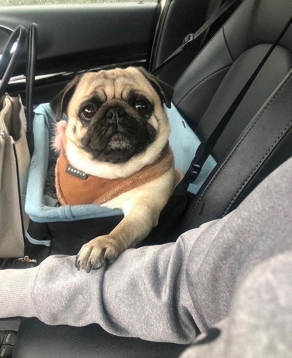 pugclub1's tweet photo. How cute DM me your Pug picture for feature on my page ๐ถ - ๐ธ
#puggy #pug_feature #puggles #pugfamily #puglife #pugclub #pugsofig #pugglelife #pugdog #pugstyle #pugsdaily #pugface https://t.co/fGm28ceI8y