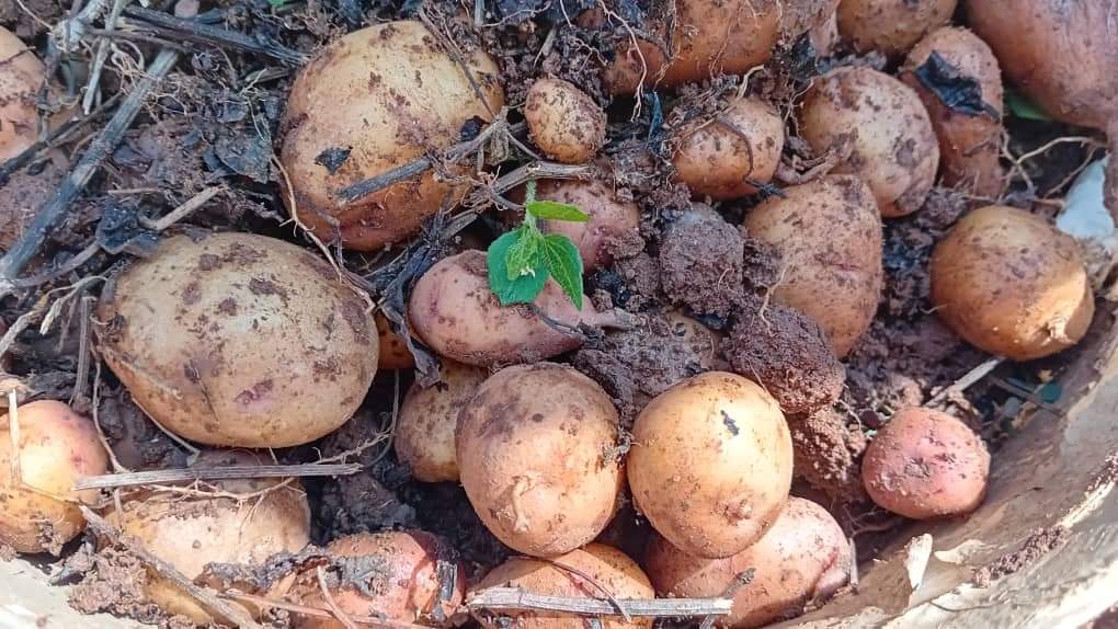 CapstoneJunior's tweet photo. We have some fruits from our garden. 🥰🥰😂😂😂

Hard work pays, we are eating chips today.

Call our school lines on ☎️0703364715 / 0789475503

Visit our website: https://t.co/D4mQmPZa2J

#learning #creativethinking #daycare https://t.co/xJ0gKt8o4p