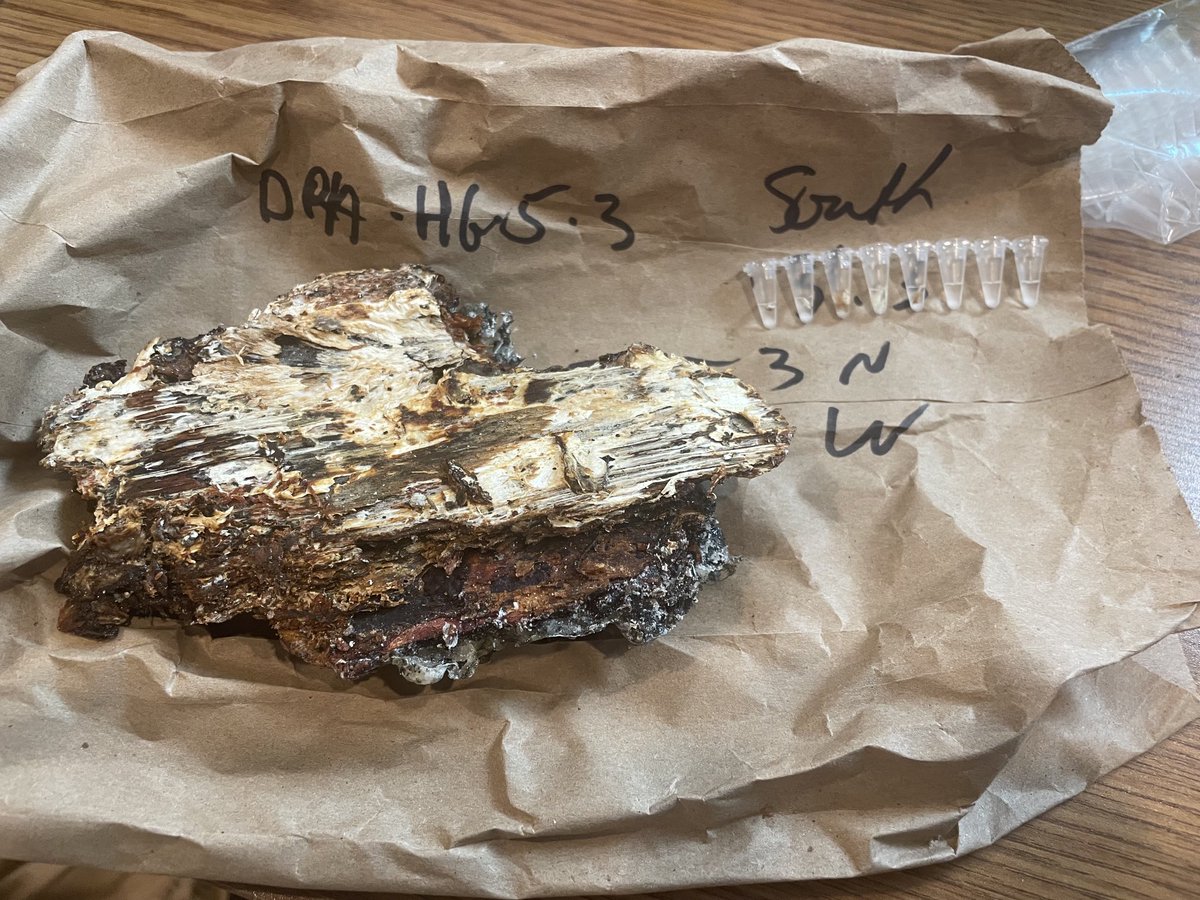 richamelin's tweet photo. #tailgate #qpcr #party to map first infection center of Armillaria root disease on Sitka spruce in #haidaGwaii #portablepcr @ubcforestry @GenomeBC @NRCan #councilhaidagwaiinations https://t.co/TxylwAM1Xe