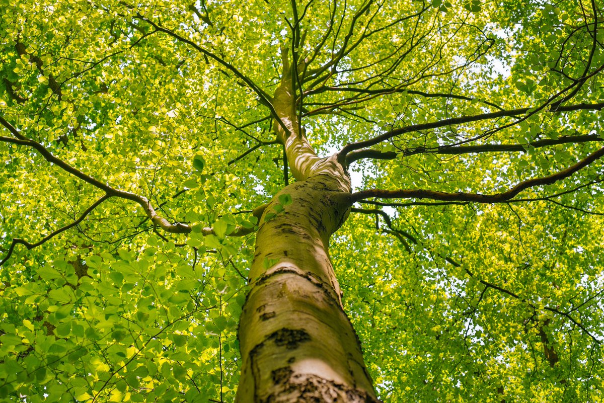 arboles_magicos's tweet photo. Los árboles son maestros de la renovación constante.
💚🌿🌳🌲🌱
Muy buenos días gentes de bien. https://t.co/47234TPMnw