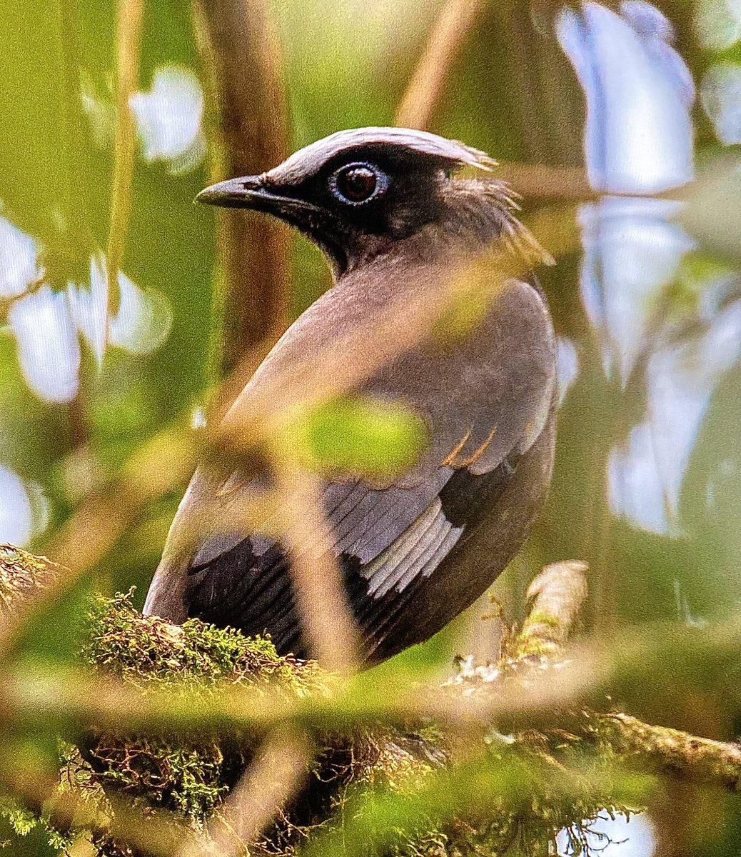 IanMerrill18's tweet photo. Purple Cochoa, Mayodia, Arunachal Pradesh, May 2024. Another gaping hole in the list plugged by this dapper Himalayan breeding visitor, one of two seen very well on a trip with so many highlights #BirdsSeenIn2024 https://t.co/HPsAXEv1Tx