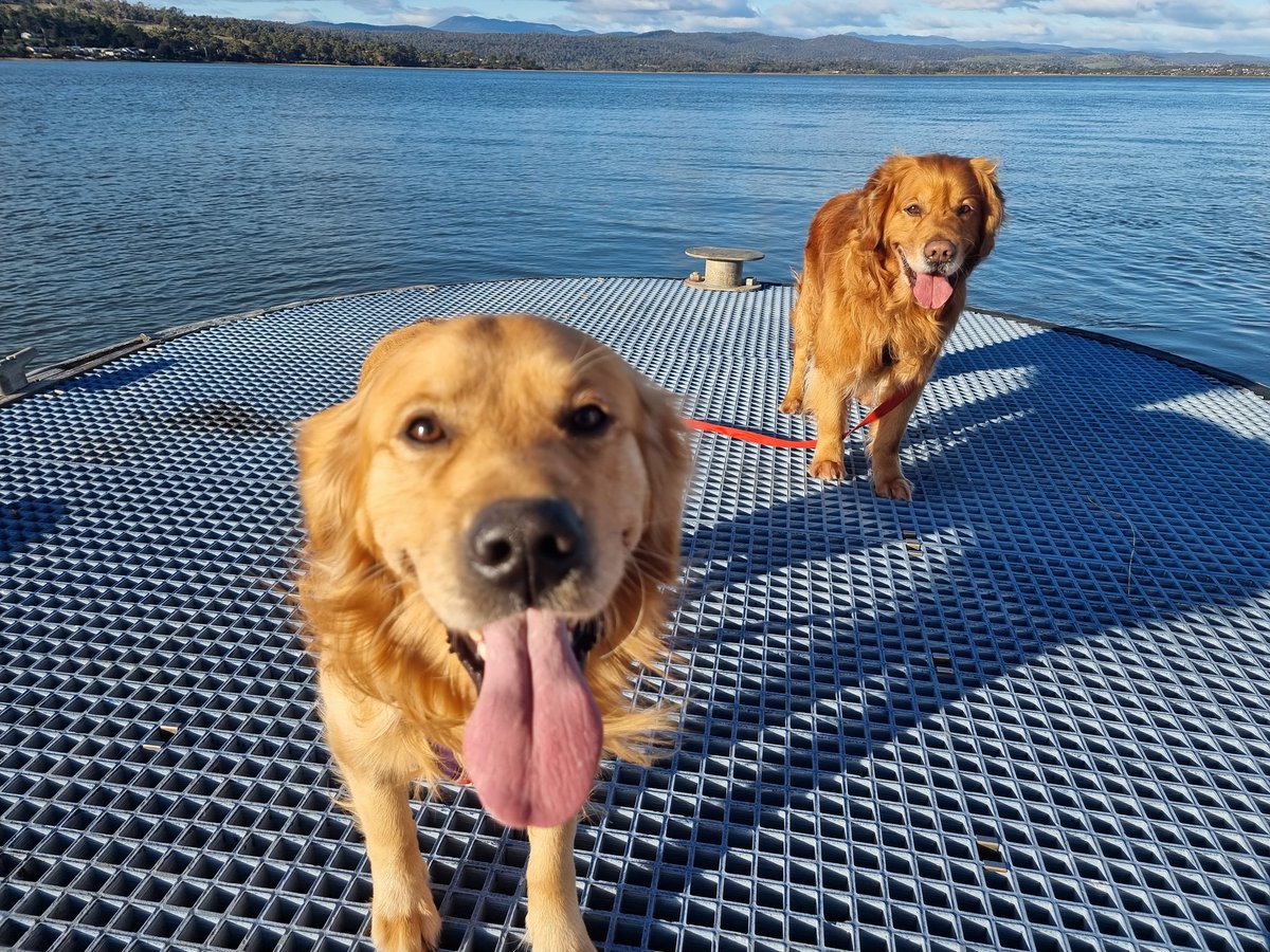 GillyTheGolden's tweet photo. We are out on an adventure ##goldenretriever https://t.co/qodmJc0BgG