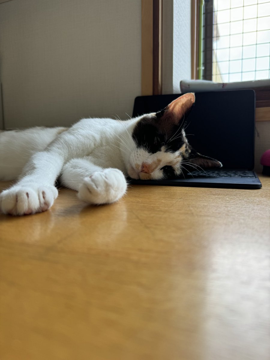 3rd__dr3's tweet photo. 既に暑さに敗北した猫
#ねこ
#保護猫 https://t.co/S2SBJpT3go