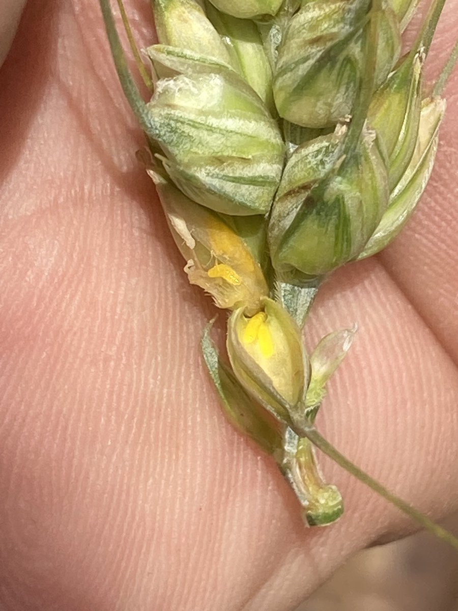 Olivier COSTE tweet media