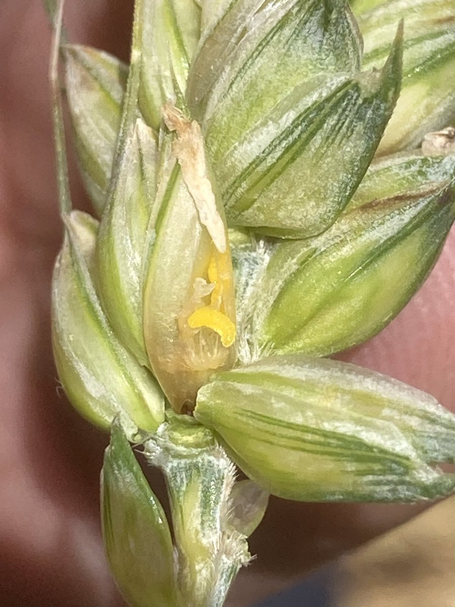 Olivier COSTE tweet media