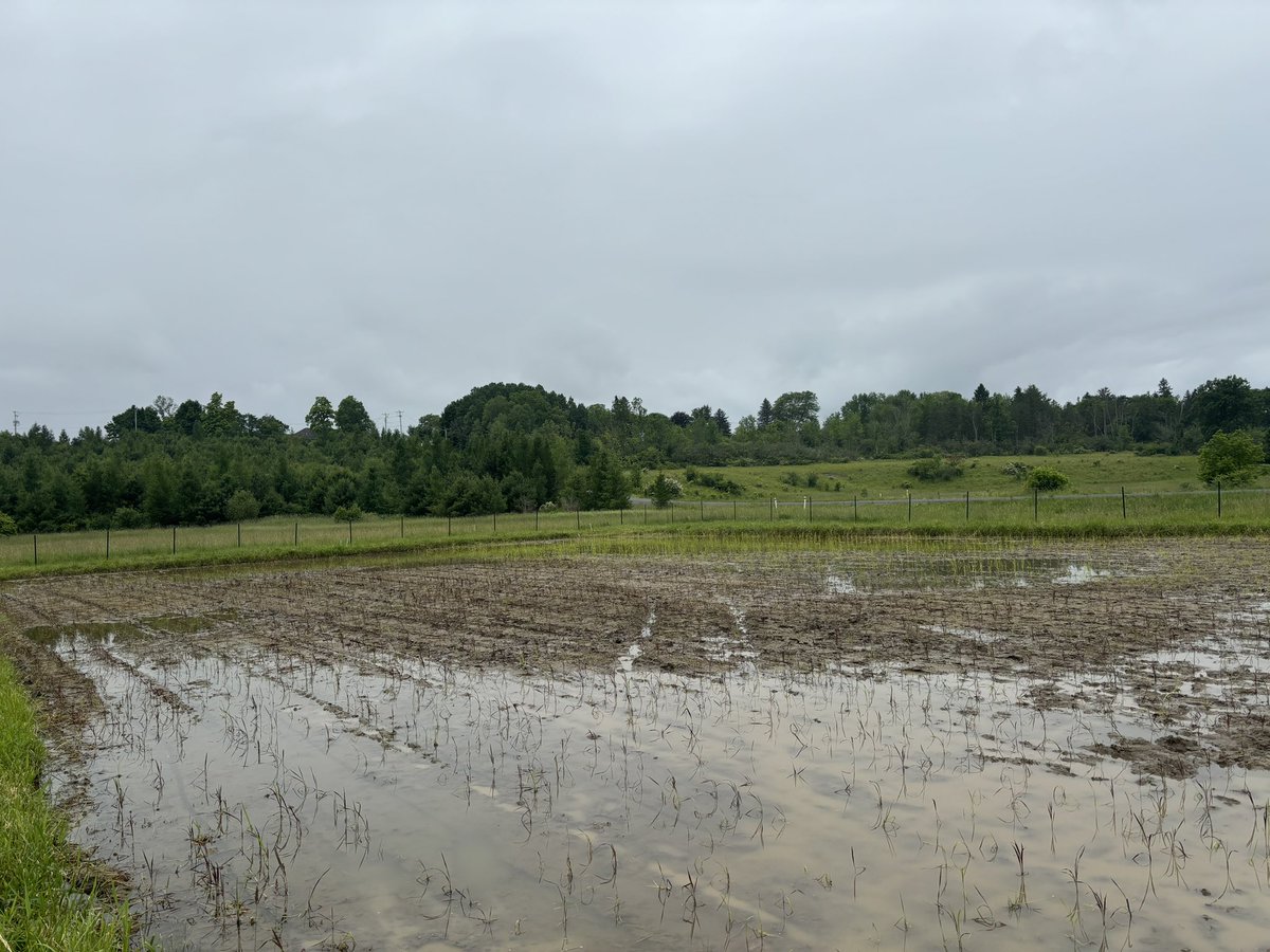 🌾 Exciting progress in our rice farming project in NYS's flood zones! On June 1st, my colleagues transplanted the seedlings to Cornell's paddies. Last week's storm caused some to float, but today we restored two paddies. Can’t wait to see the harvest! #SustainableAgriculture