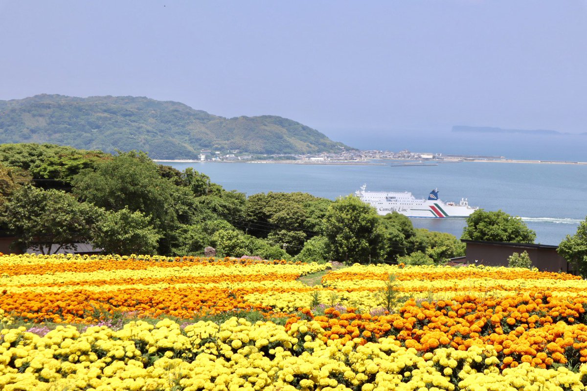 yyamamoto46's tweet photo. 💐のこのしまアイランドパーク💐
海をバックに５万株のマリーゴールドが咲き誇っていました☀️

#九州
#福岡
#能古島
#のこのしまアイランドパーク
#博多湾
#お花畑
#マリーゴールド https://t.co/59hWRw8a55