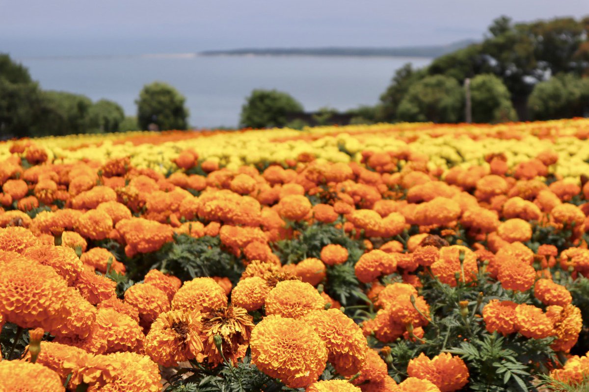 yyamamoto46's tweet photo. 💐のこのしまアイランドパーク💐
海をバックに５万株のマリーゴールドが咲き誇っていました☀️

#九州
#福岡
#能古島
#のこのしまアイランドパーク
#博多湾
#お花畑
#マリーゴールド https://t.co/59hWRw8a55