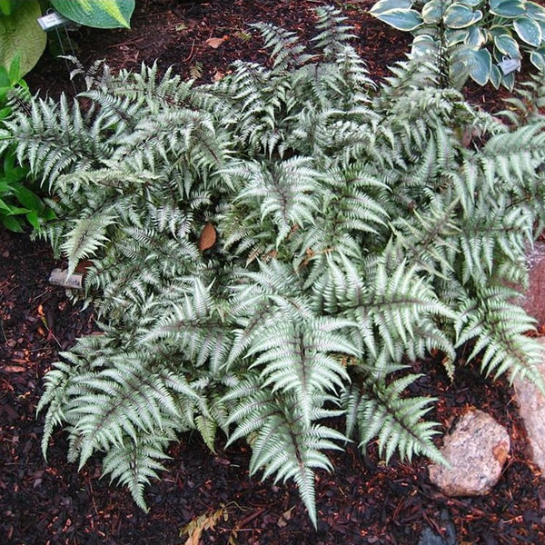 kodymattern's tweet photo. @OliverSacks Dr Sacks inspired my love of ferns and Cycads and this one in particular found a place in my heart. @JanoolianArt https://t.co/9eWxzIGMvF