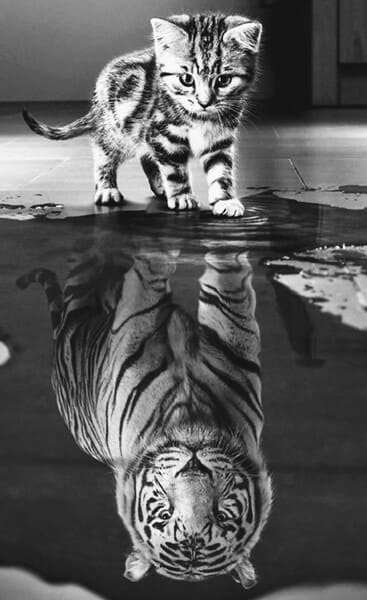 Gato_Blues's tweet photo. Soy Rock y soy el reflejo https://t.co/n0YRyDkfNr