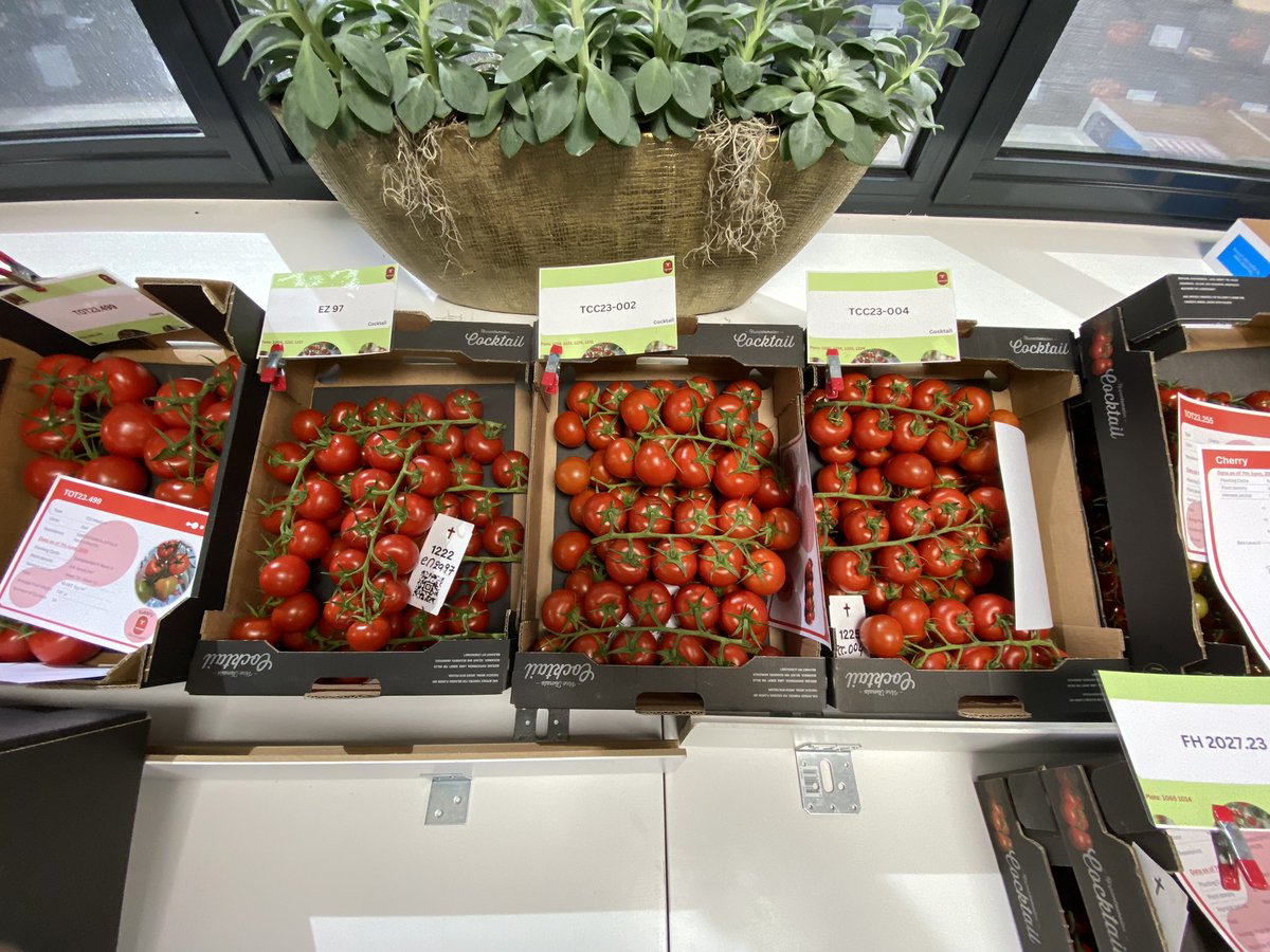 LEMA tomaten tweet media