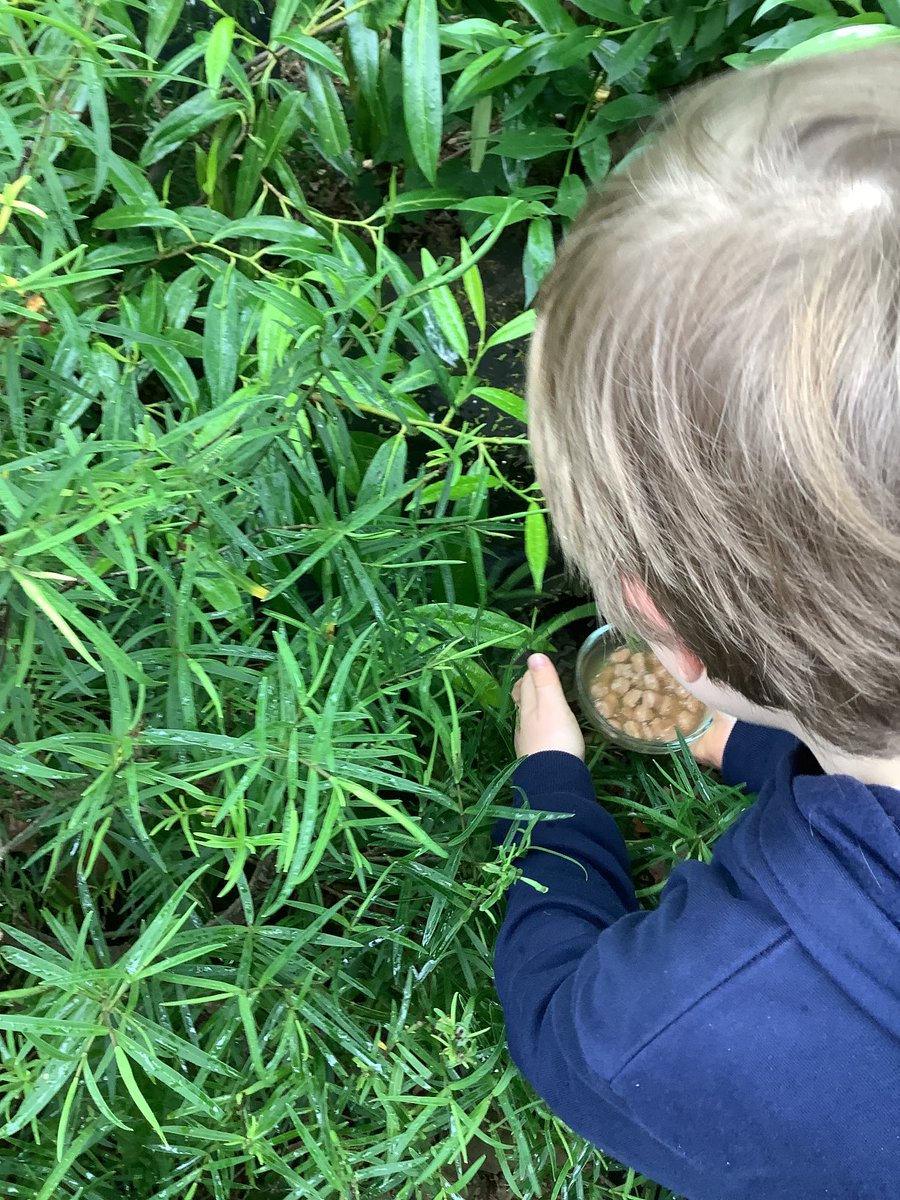 ChurchDrivePS's tweet photo. Church Drive School has joined the ‘Hedgehog Friendly School’ campaign and we are very excited about it. We want to spread to everyone across our socials how important it is to keep our hedgehogs safe and comfortable. #HogFriendly ⁦@OakTreesMAT⁩ ⁦@hedgehogsociety⁩ https://t.co/N6SpF6qgaF