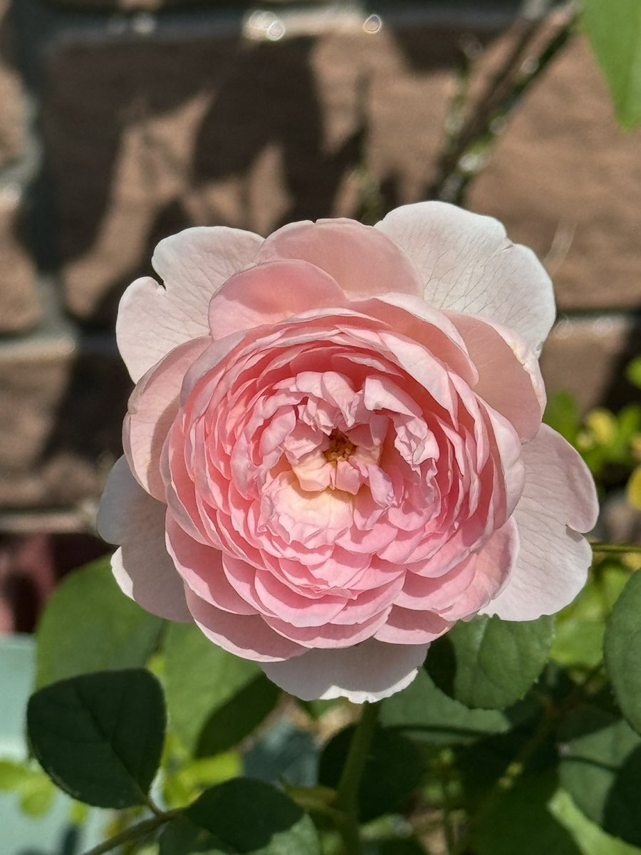 ローズパティシエ (@roselover_roses) / Posts / X