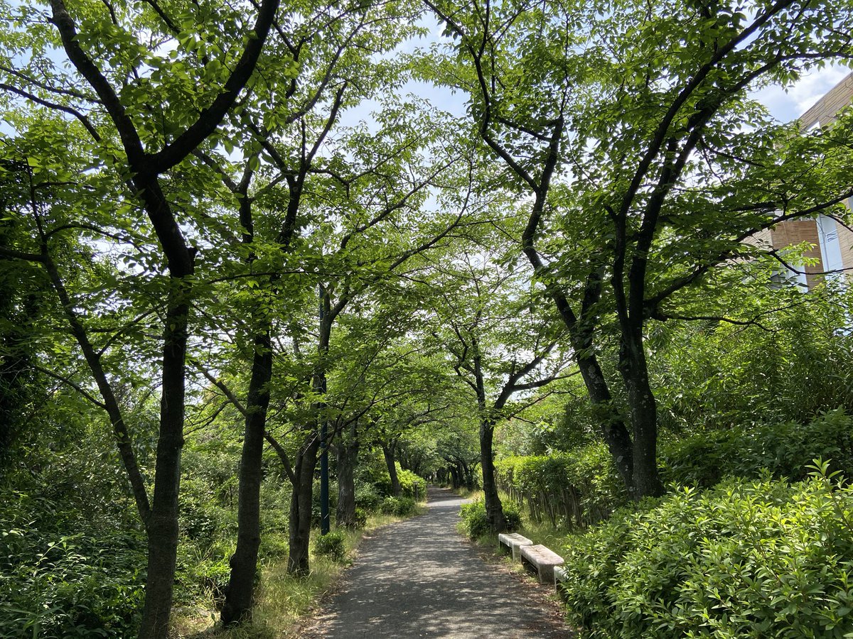 NaoSekig's tweet photo. 今日も広島は快晴。新緑に囲まれてとても気持ちいいです。しかし梅雨はいつ始まるのやら。 https://t.co/D4YJ3306H6