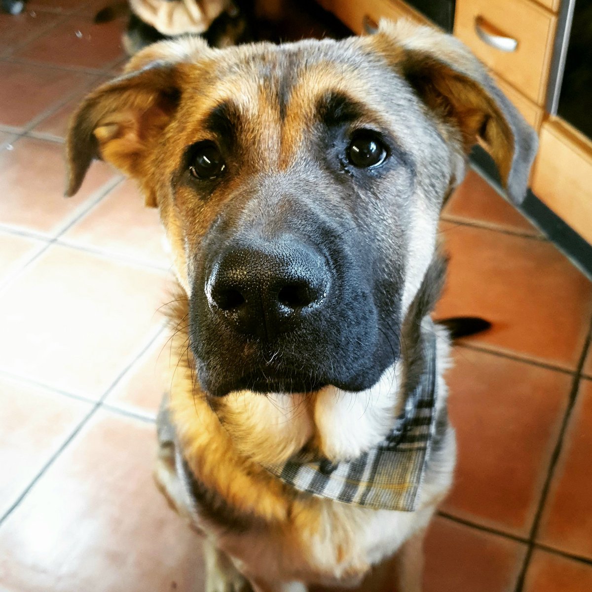 Maxe | Buddy tweet media