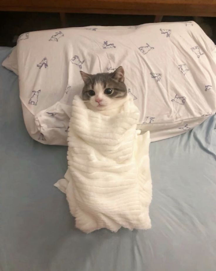 nocontextscats's tweet photo. Purrito 🌯 https://t.co/dLdd8Q35aH