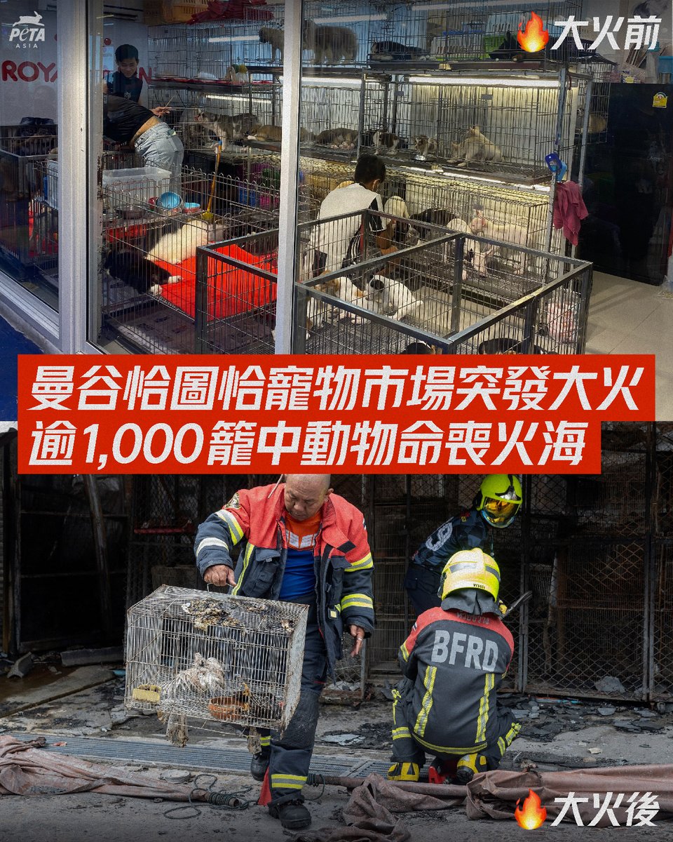 泰國曼谷著名旅遊景點恰圖恰周末市集（Chatuchak Weekend Market，港譯「翟道翟周末市場」）突發大火，市集內的寵物市場大量籠中動物被活活燒死😢
