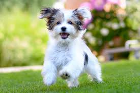 _bluesclues49's tweet photo. 📢 Exciting news for dog lovers and breeders! 🐾 Check out this insightful article by McGreevey on practical solutions for ethical dog breeding. It addresses common challenges and provides actionable strategies to promote healthier, happier pups. #UCanimals https://t.co/51AKkRV9G1