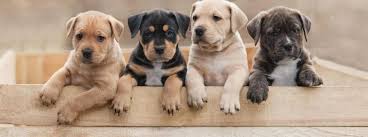 _bluesclues49's tweet photo. This article highlights the critical role of owner education in improving the health and happiness of our furry friends. Find out how informed ownership practices can combat behavioral issues, obesity, and poor breeding practices. 🐩 #UCanimals https://t.co/TicTvmab8U