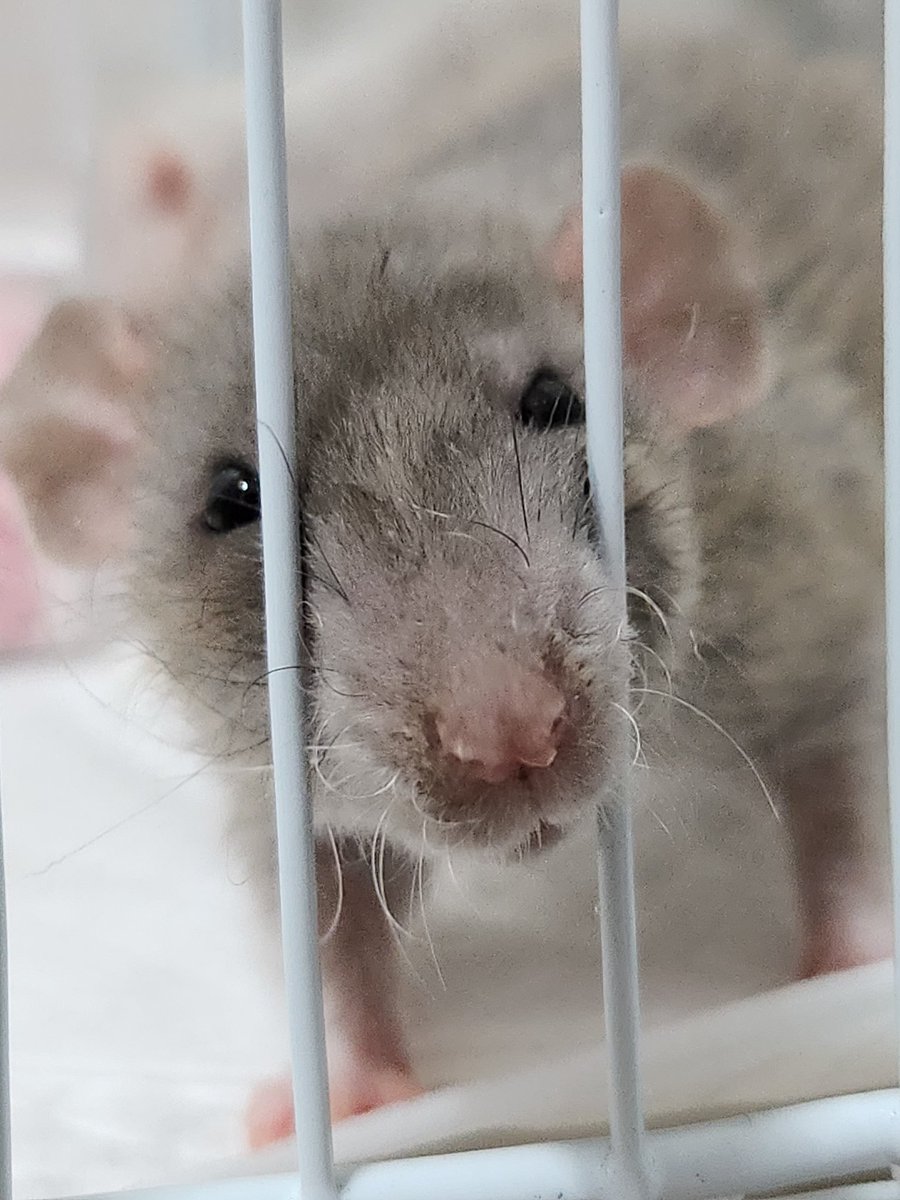 집사(대장쥐)  찾아요♡

🐀 룽지
여아, 호기심 많은 행동대장, 먹는게 제일좋아!
알뜰살뜰 다른아이들 챙기는 맏언니 스탈
.
.
♡

(타래로)