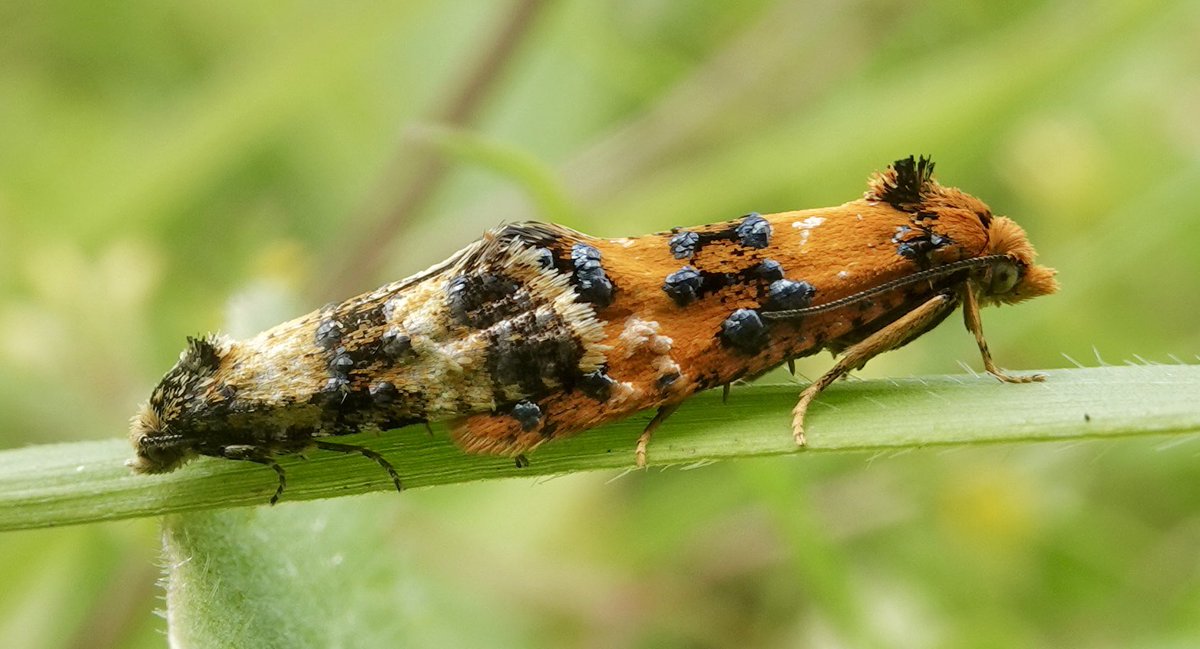 Not just one nationally scarce Orange Beauty (Commophila aeneana)…

…but two! ♥️ 

Found yesterday lunchtime on my local patch in Stansted, Essex. 

#NatureBeauty #MothsMatter <a href="/savebutterflies/">Butterfly Conservation 🦋</a> #Springwatch