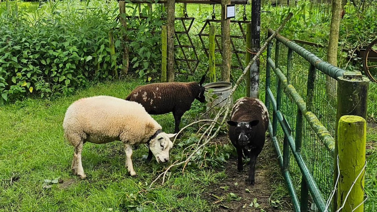 DuylsBos's tweet photo. Heeft het bij jullie ook zo hard #gewaaid maandag? Er zijn in het Bos veel flinke #takken naar beneden gekomen. Gelukkig hebben wij een actieve #opruimploeg in de wei lopen. We gooien de takken over de heining en de #schapen eten ze kaal. Mooie samenwerking toch ππΏ
#datishandig https://t.co/YW4OZrgWLH