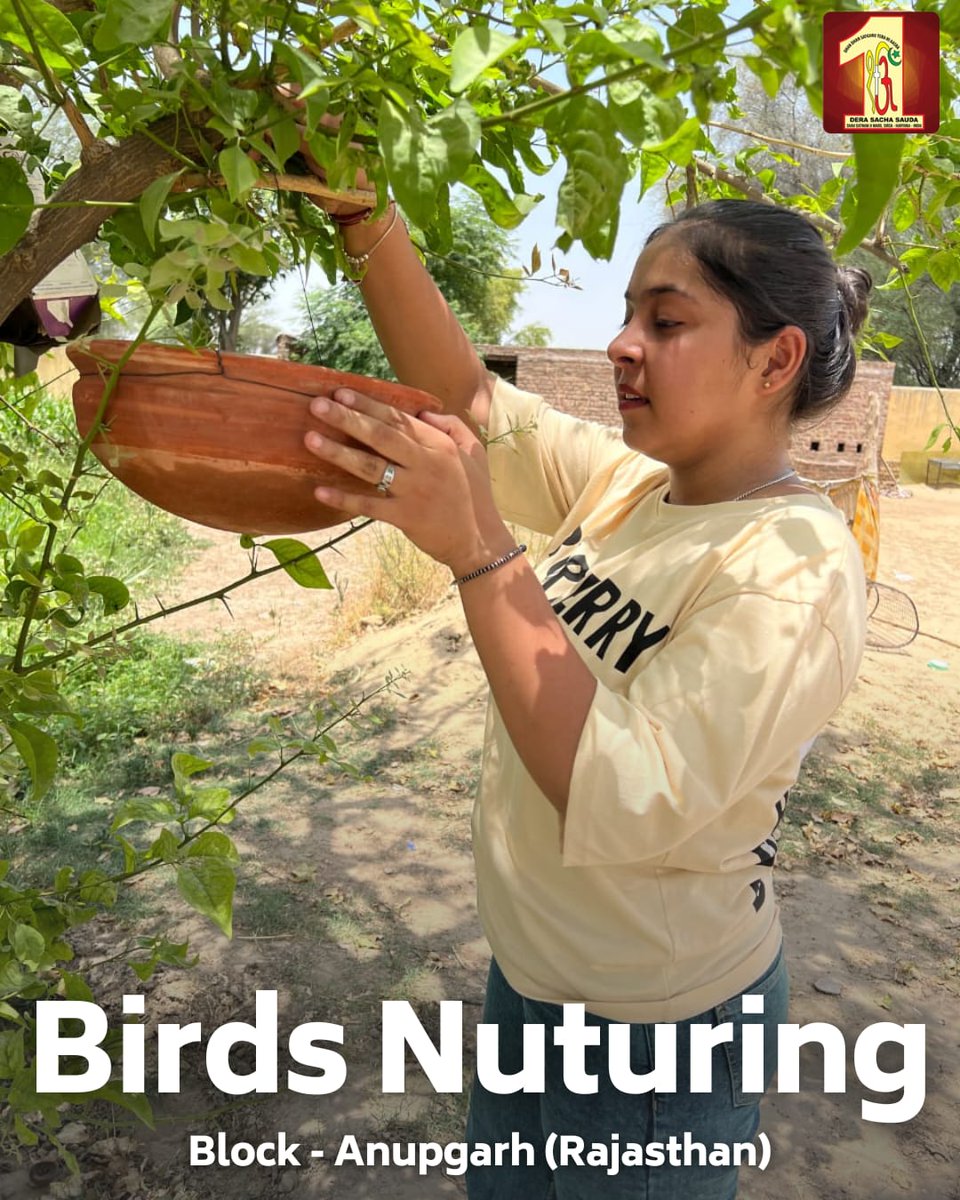 DSSNewsUpdates's tweet photo. Dera Sacha Sauda devotees are showing kindness to our feathered neighbours this summer!  They've set up bird baths and feeders not just on rooftops and porches, but also in nearby parks, creating cool havens with hydration and nourishment for our local birds during this scorching summer. #BirdCare #SummerSupport #DeraSachaSauda