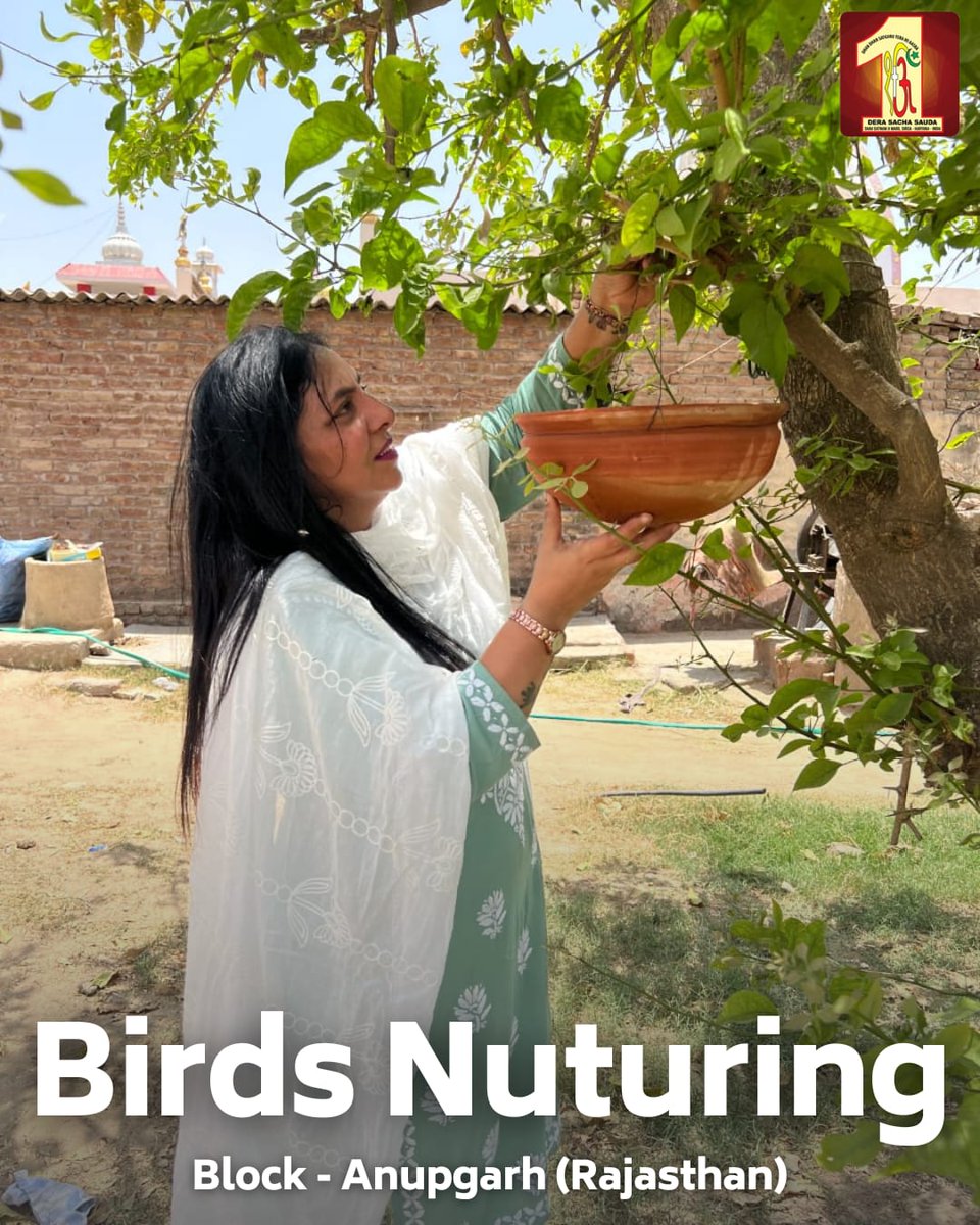 DSSNewsUpdates's tweet photo. Dera Sacha Sauda devotees are showing kindness to our feathered neighbours this summer!  They've set up bird baths and feeders not just on rooftops and porches, but also in nearby parks, creating cool havens with hydration and nourishment for our local birds during this scorching summer. #BirdCare #SummerSupport #DeraSachaSauda