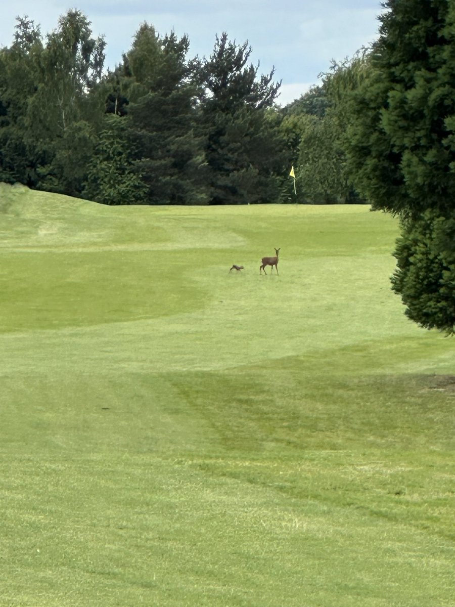 Lovely to see mum and her fawn on 16th <a href="/Watertonparkgc/">Waterton Park GC</a> yesterday afternoon 🦌