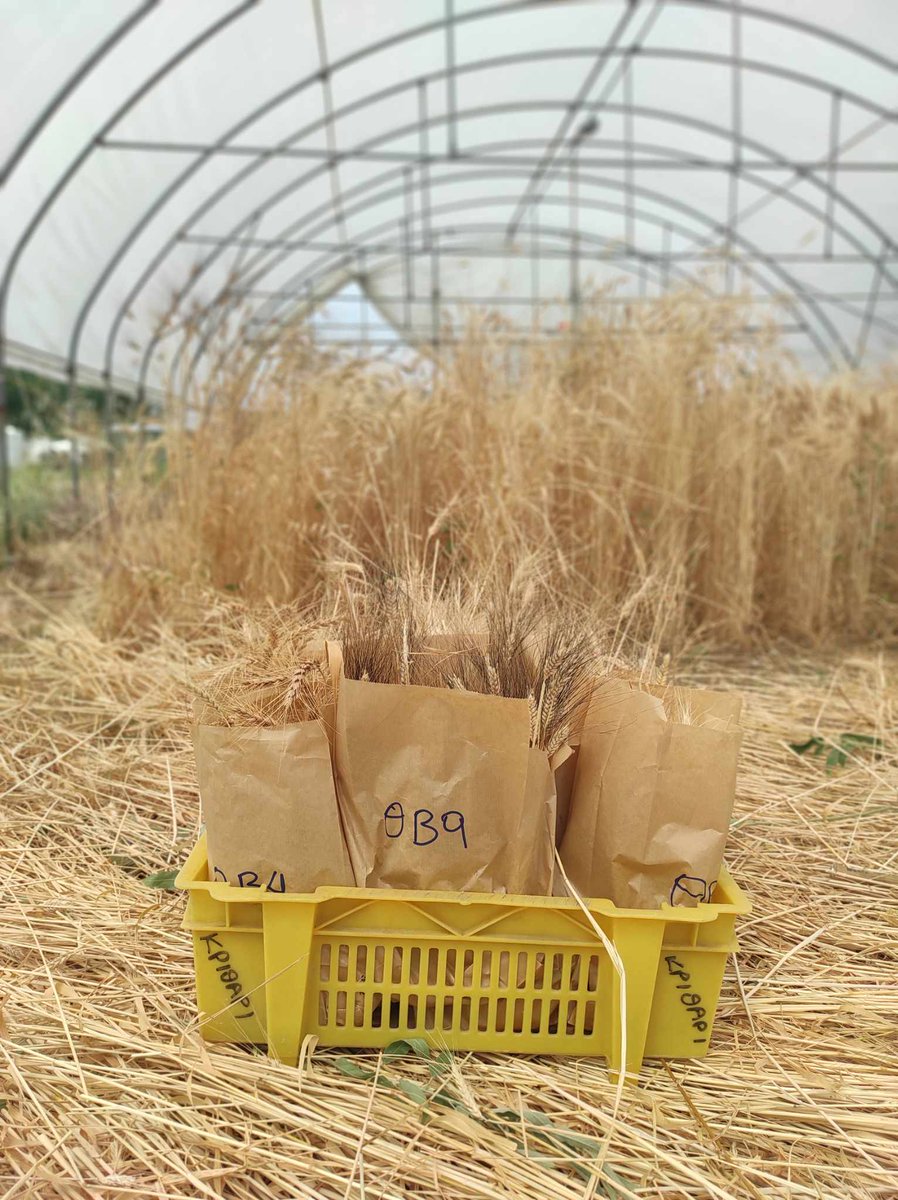 GIAP_ICAC's tweet photo. The harvest season has started in our DarkAegean experimental fields and the greenhouse cereals are already collected!
@ICAC_cat #somCerca https://t.co/TkOAx9GGGZ
