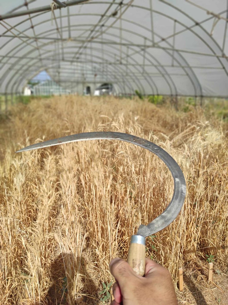 GIAP_ICAC's tweet photo. The harvest season has started in our DarkAegean experimental fields and the greenhouse cereals are already collected!
@ICAC_cat #somCerca https://t.co/TkOAx9GGGZ