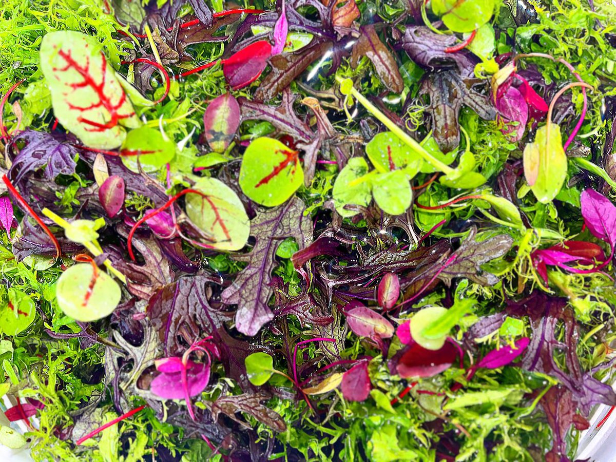 ・
・
ハーブ🍃メランジェサラダ

現在ランチやディナーの
コース料理のお皿を彩るアイテム🍀*゜

彩りだけではなく、辛味や酸味、様々な味、食感を持ち特に肉料理等との
相性もとても良い食材です！

レストランにお越しの際は、
是非お楽しみください♬｡.