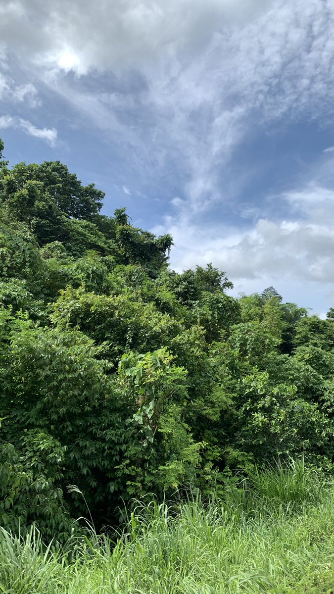 Ri_zaaaaaa's tweet photo. Petualangan 🌳🌴🦌 https://t.co/NwJKx1cJzF