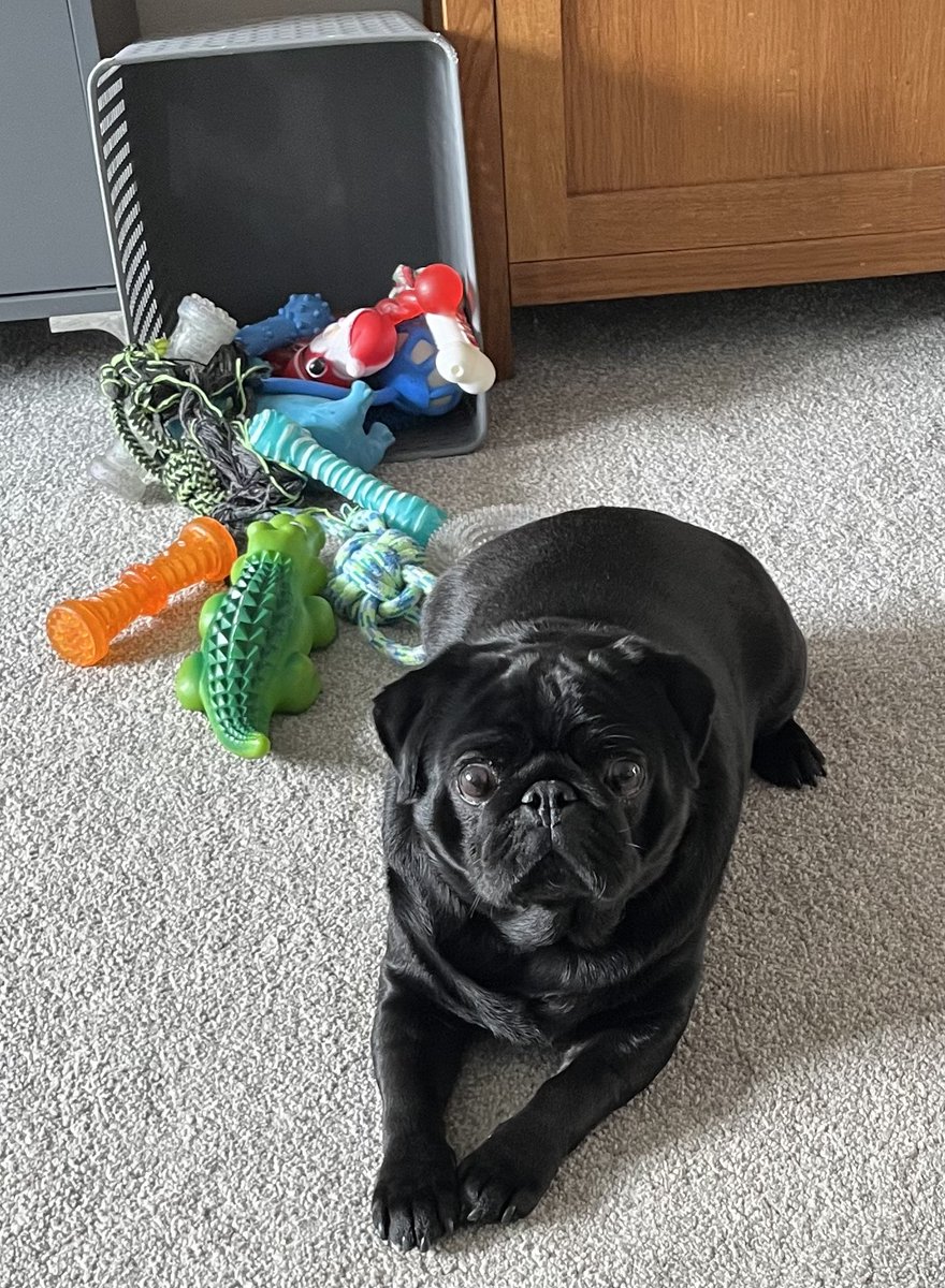 Pug_L1fe's tweet photo. 🐾 x https://t.co/TJ0XcbadW5