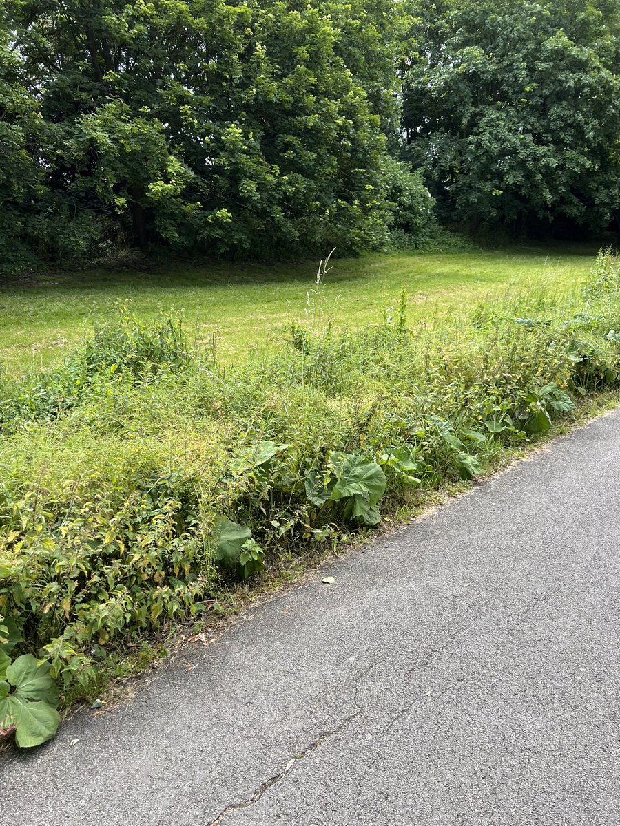 teej18982's tweet photo. @EpsomEwellBC what is going on with all the grass verges and pathways around Epsom. So overgrown and in places unwalkable. Even worse that the places in the pictures “have been visited” but left like this!

@SurreyCouncil https://t.co/AUru2TOHJH