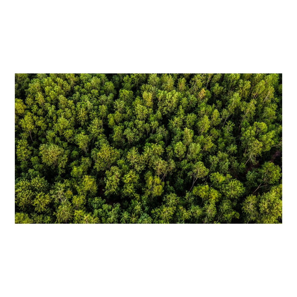 Sunrise in the ecotourism forest, near Cotonou.

==========

Lever de soleil au cœur de la forêt écotouristique, près de Cotonou.
-
-
#soleil #forêt #Nature #LeverDeSoleil #bénin  #Cotonou #Pahou #benin 
#color #afrique #colorful #bestoftheday #reportagespotlight #yanickfolly