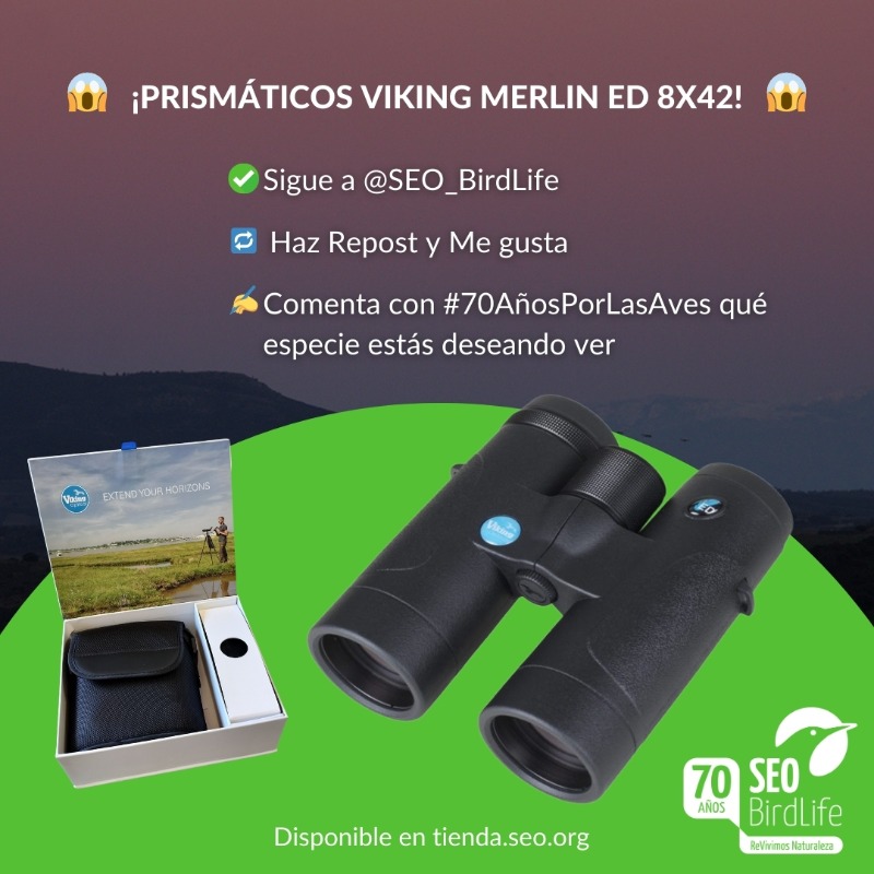 SEO_BirdLife's tweet photo. 🎂 ¡Cumplimos 7️⃣0️⃣ añazos y queremos sortear unos prismáticos @vikingoptical Merlin ED 8X42! Sigue estos pasos👇

✅ Sigue a @SEO_BirdLife
🔁 Repost
❤️ Me gusta
✍️ Comenta con #70AñosPorLasAves qué especie estás deseando ver

⏱️ Hasta el 19/06/2024 (Envíos a España)
¡A pajarear!