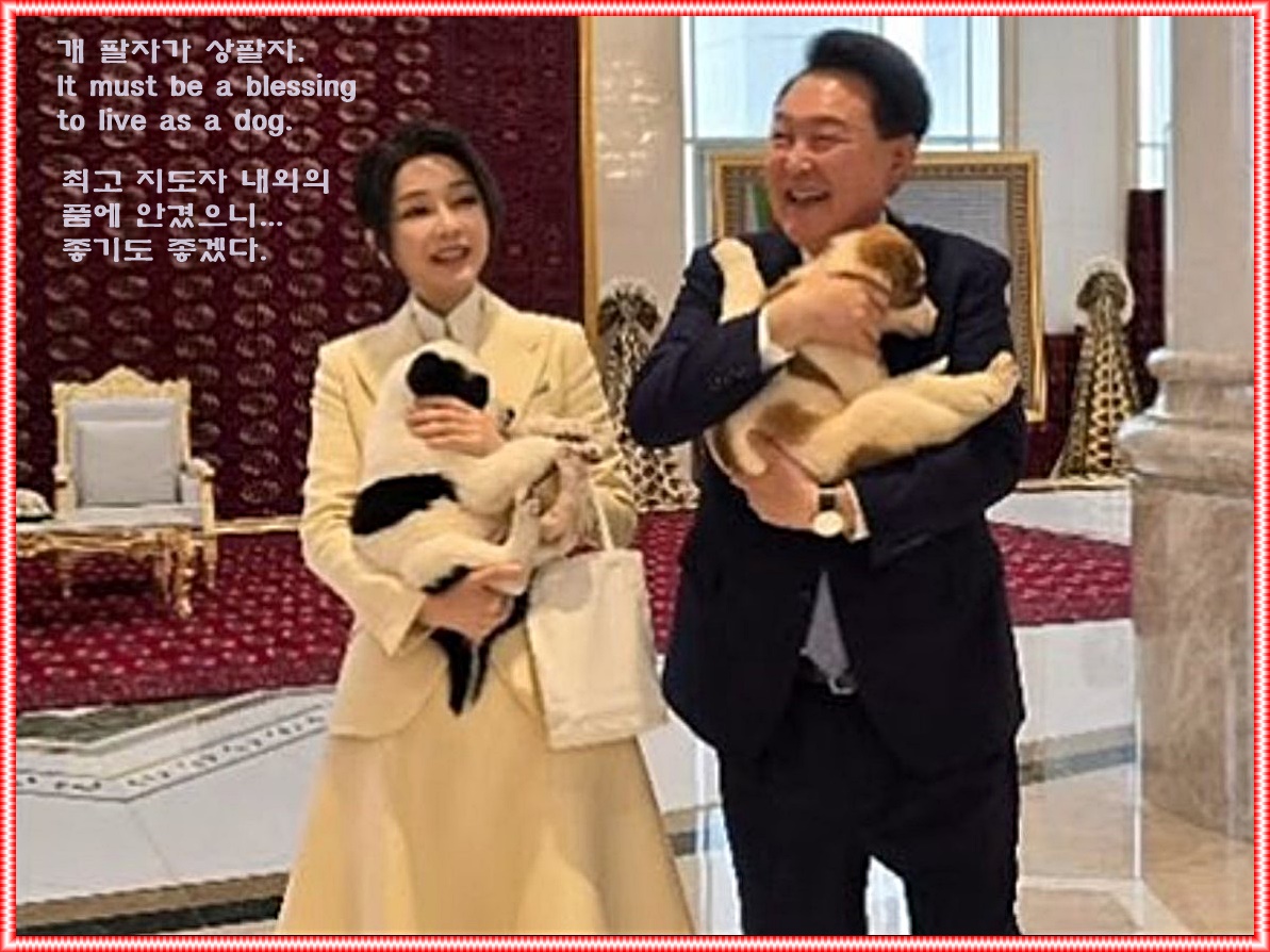 mobacle's tweet image. 개 팔자가 상팔자 ( It must be a blessingto live as a dog. )
blog.naver.com/mobacle/223477…