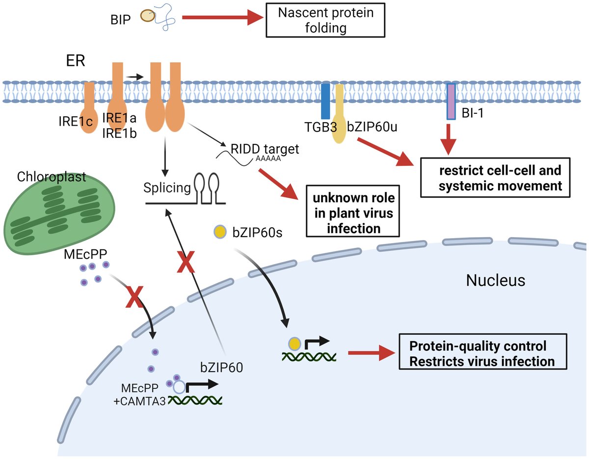 NewPhyt's tweet photo. ER associated IRE1, bZIP60, and BI-1 monitors several stages of potexvirus infection

Adhikari et al. @jverchot @venuraherath @aglifesciences

📖 https://t.co/BJhhwgYcNb https://t.co/BH48HdT6BC