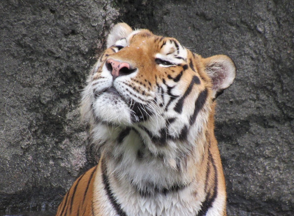 hanapiko1130's tweet photo. 2024.06.10
ソーン🐯

#浜松市動物園 #アムールトラ https://t.co/l3oKGrGbh8