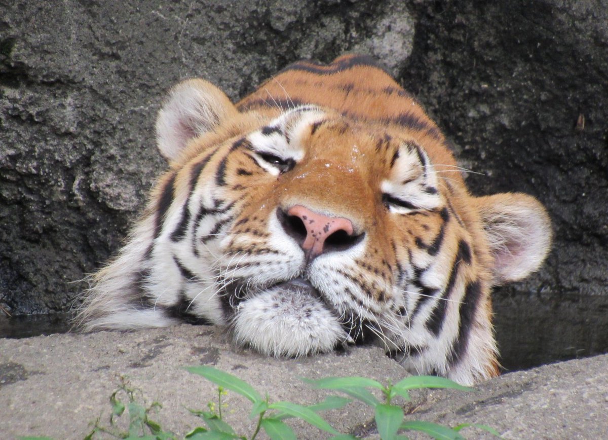 hanapiko1130's tweet photo. 2024.06.10
ソーン🐯

#浜松市動物園 #アムールトラ https://t.co/l3oKGrGbh8