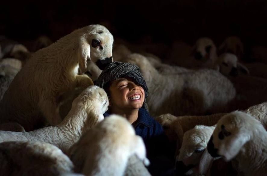 وامْلأْ فؤَادَك رحْمةً لذَوِي الأَسَىٰ
لَا يرْحمَ الرحمَنُ مَن لَا يرْحمُ"